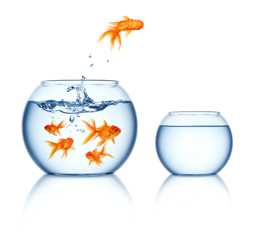 bigstock-a-goldfish-jumping-out-of-the-1.jpg